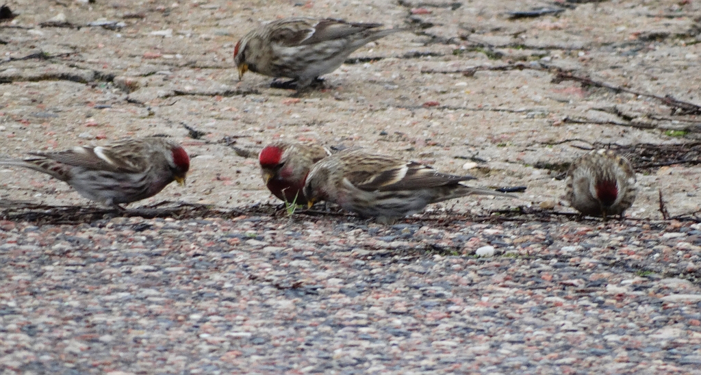 Czeczotka zwyczajna, czeczotka (Acanthis flammea)