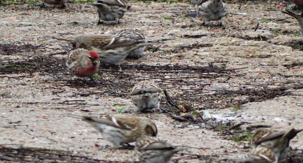 Czeczotka zwyczajna, czeczotka (Acanthis flammea)