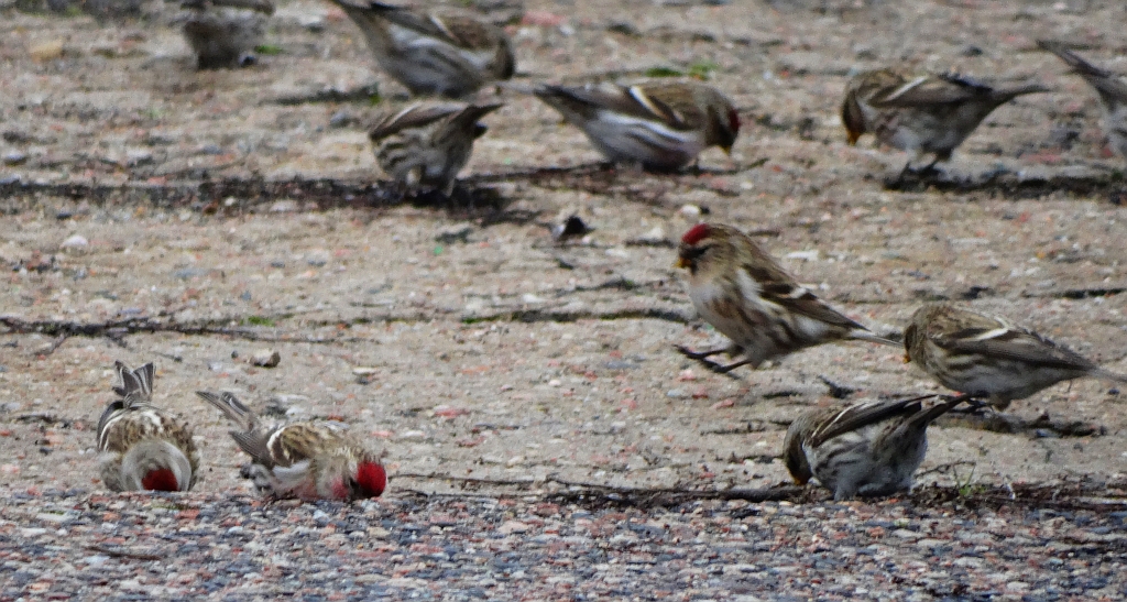 Czeczotka zwyczajna, czeczotka (Acanthis flammea)