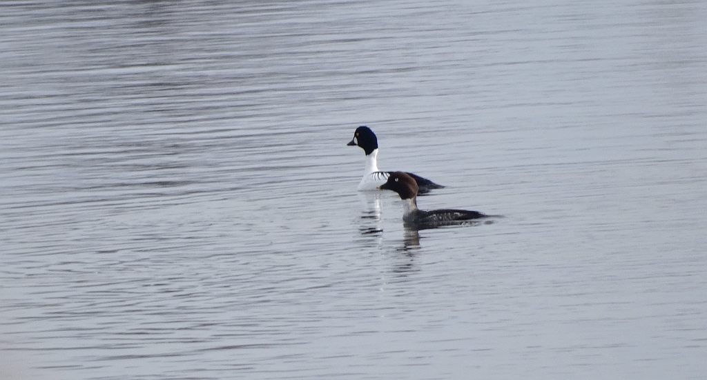 Gągoł, gągoł krzykliwy (Bucephala clangula)