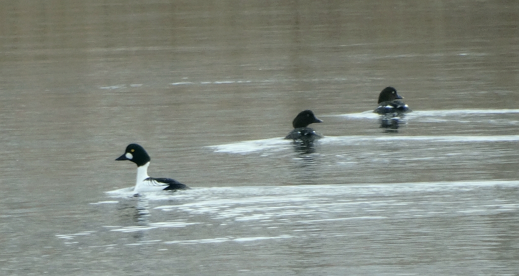 Gągoł, gągoł krzykliwy (Bucephala clangula)