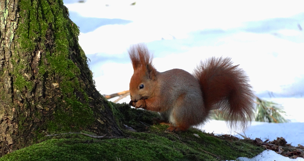 Wiewiórka pospolita, wiewiórka ruda (Sciurus vulgaris)