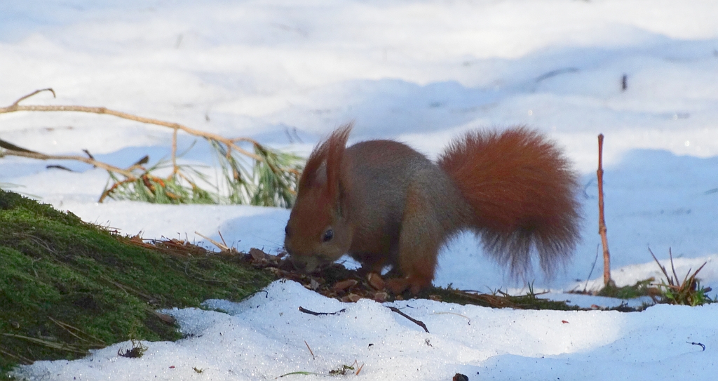 Wiewiórka pospolita, wiewiórka ruda (Sciurus vulgaris)