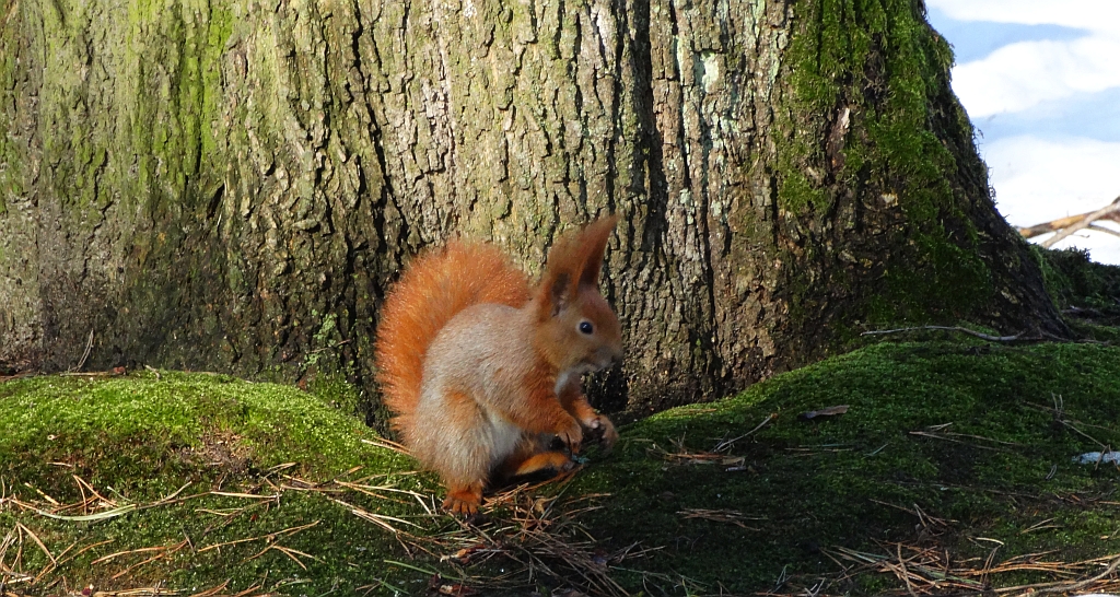 Wiewiórka pospolita, wiewiórka ruda (Sciurus vulgaris)