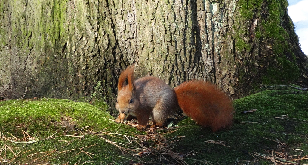 Wiewiórka pospolita, wiewiórka ruda (Sciurus vulgaris)