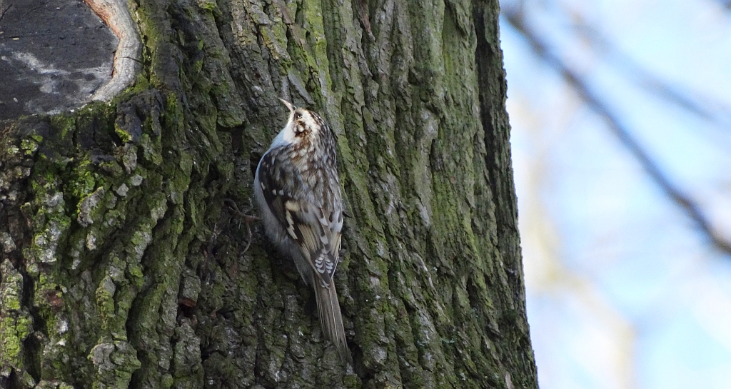 Pełzacz leśny (Certhia familiaris)