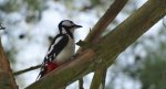 Dzięcioł duży (Dendrocopos major)