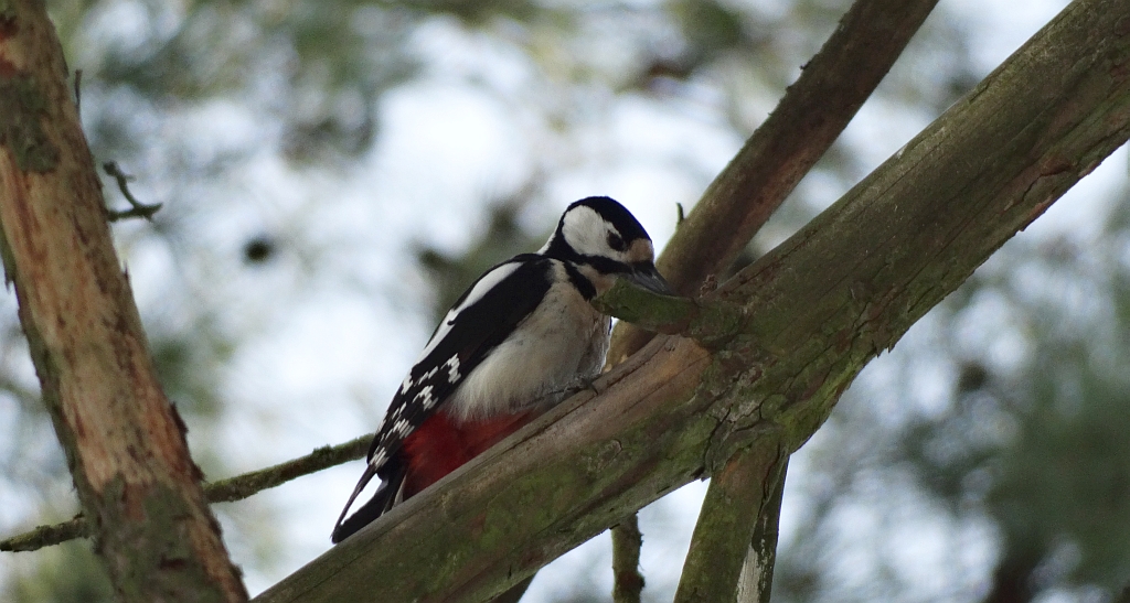 Dzięcioł duży (Dendrocopos major)