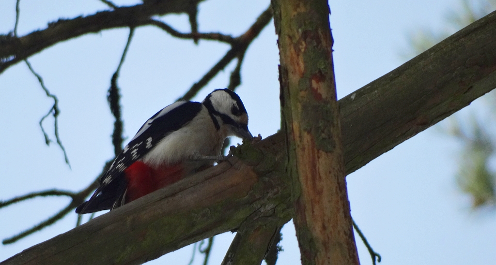 Dzięcioł duży (Dendrocopos major)