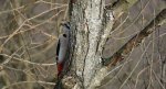 Dzięcioł duży (Dendrocopos major)