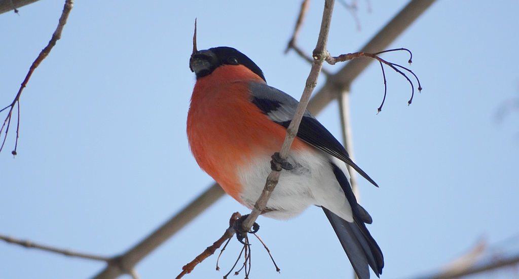 Gil zwyczajny, gil (Pyrrhula pyrrhula)