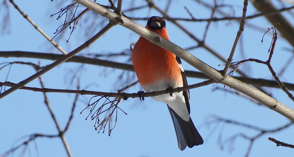 Gil zwyczajny, gil (Pyrrhula pyrrhula)