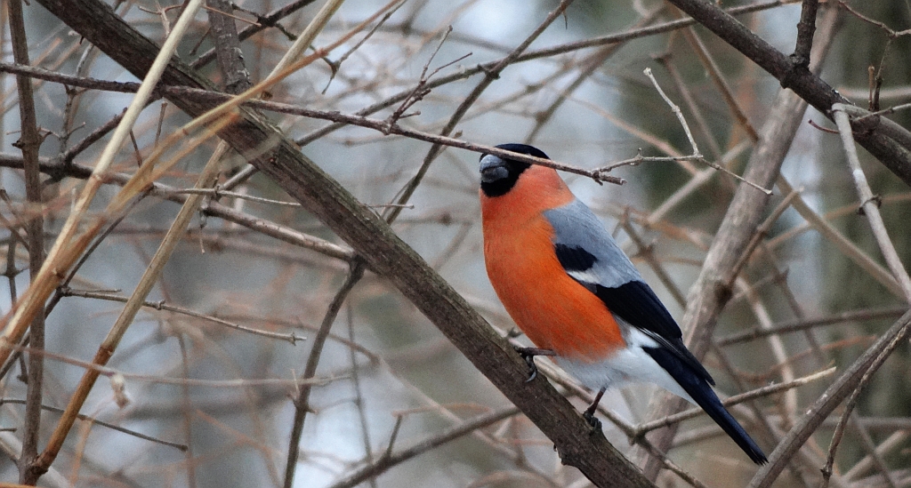 Gil zwyczajny, gil (Pyrrhula pyrrhula)