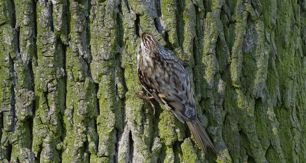 Pełzacz leśny (Certhia familiaris)