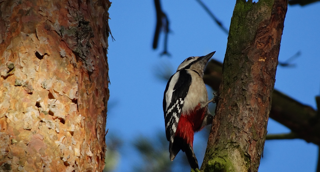 Dzięcioł duży (Dendrocopos major)