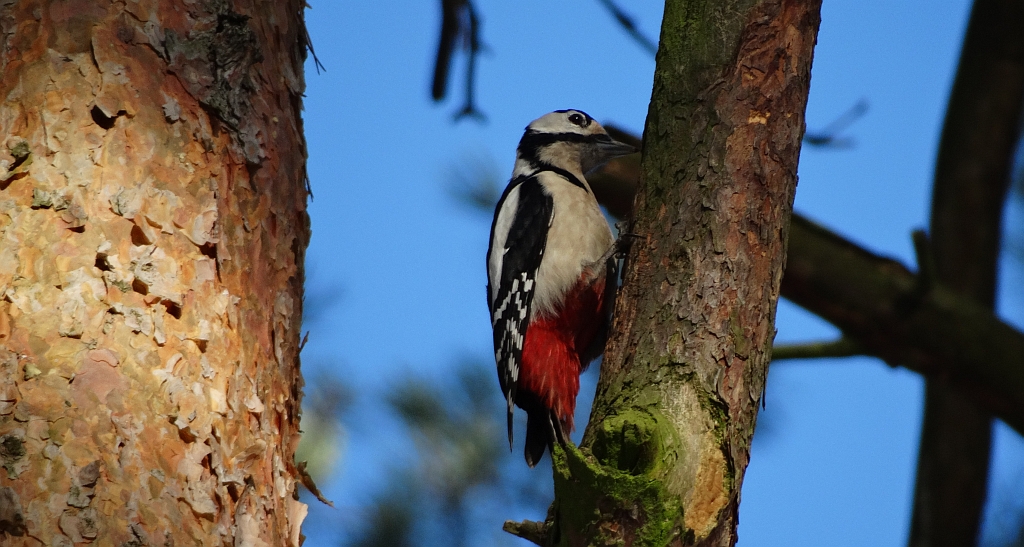 Dzięcioł duży (Dendrocopos major)