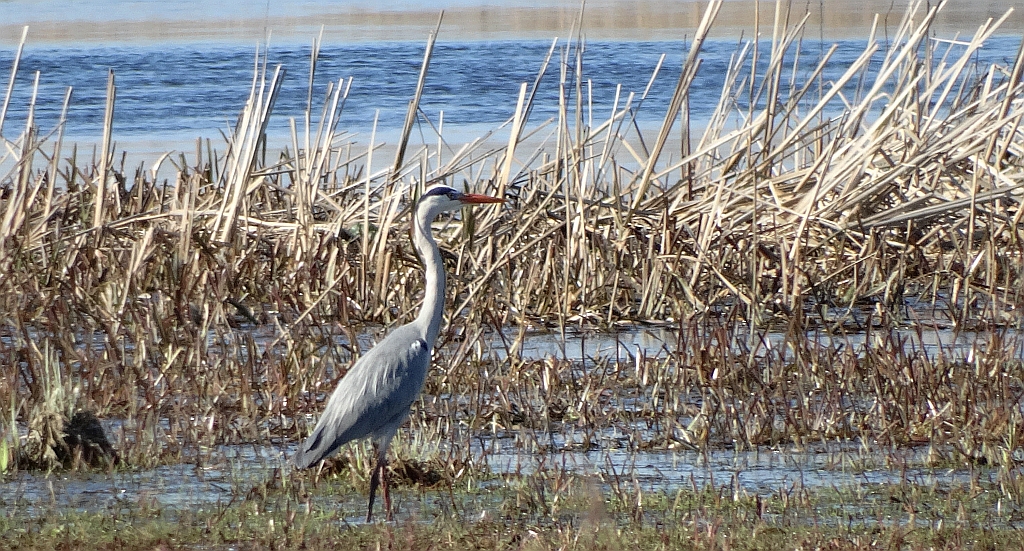 Czapla siwa (Ardea cinerea)
