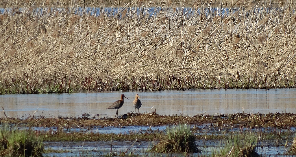 Rycyk, szlamik rycyk (Limosa limosa)