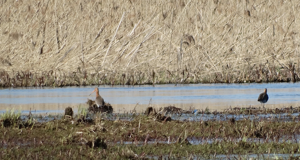 Rycyk, szlamik rycyk (Limosa limosa)