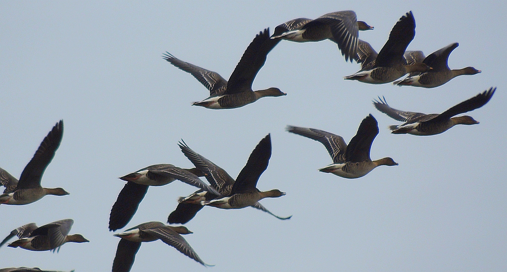 Gęś zbożowa, posiewnica (Anser fabalis)