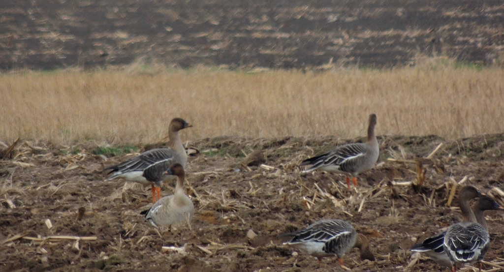 Gęś zbożowa, posiewnica (Anser fabalis)