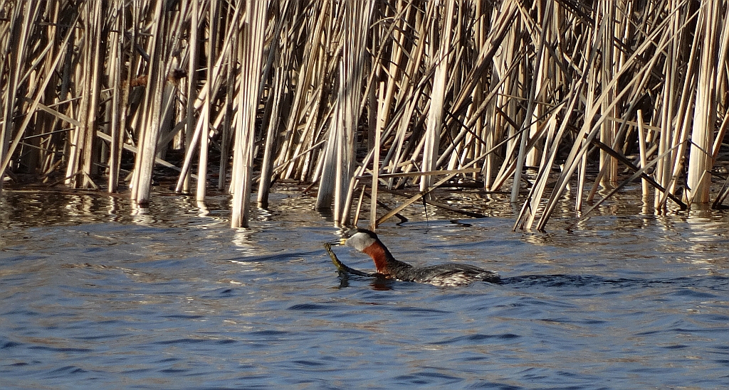 Perkoz rdzawoszyi (Podiceps grisegena)