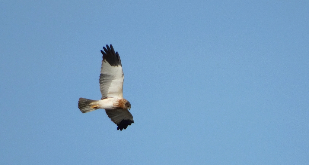 Błotniak stawowy (Circus aeruginosus)