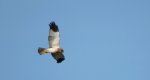 Błotniak stawowy (Circus aeruginosus)