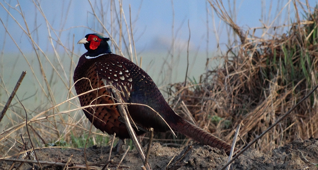 Bażant zwyczajny, bażant szlachetny, bażant (Phasianus colchicus)
