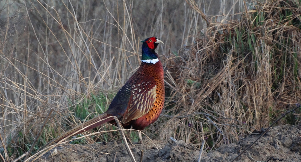 Bażant zwyczajny, bażant szlachetny, bażant (Phasianus colchicus)