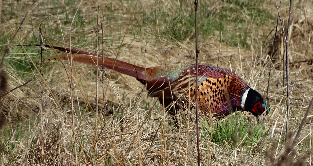 Bażant zwyczajny, bażant szlachetny, bażant (Phasianus colchicus)