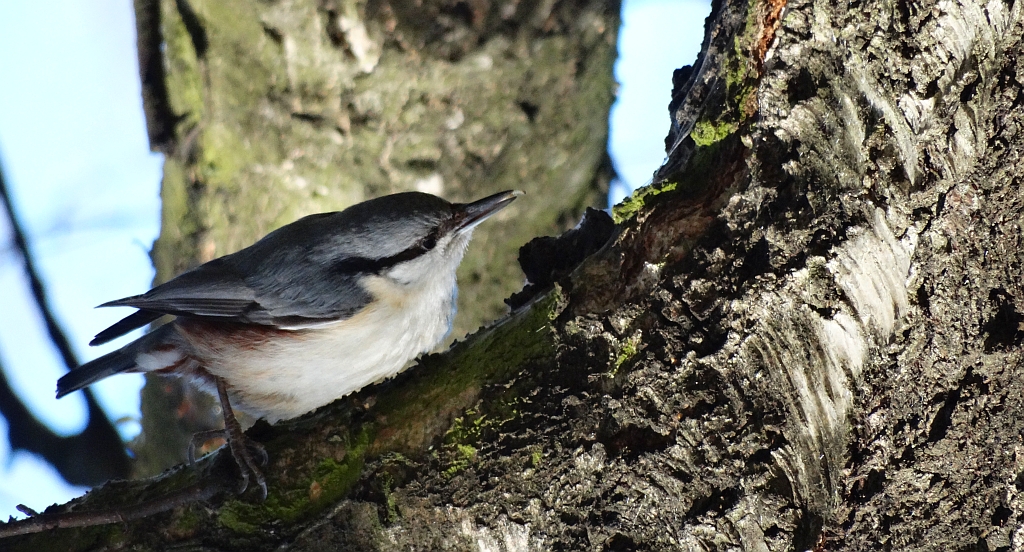 Kowalik, kowalik zwyczajny, bargiel (Sitta europaea)