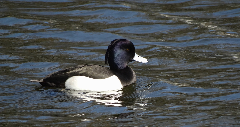Czernica, kaczka czernica, kaczka czubata, kaczka czarnoczuba (Aythya fuligula)