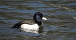 Czernica, kaczka czernica, kaczka czubata, kaczka czarnoczuba (Aythya fuligula)