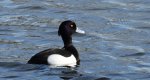 Czernica, kaczka czernica, kaczka czubata, kaczka czarnoczuba (Aythya fuligula)