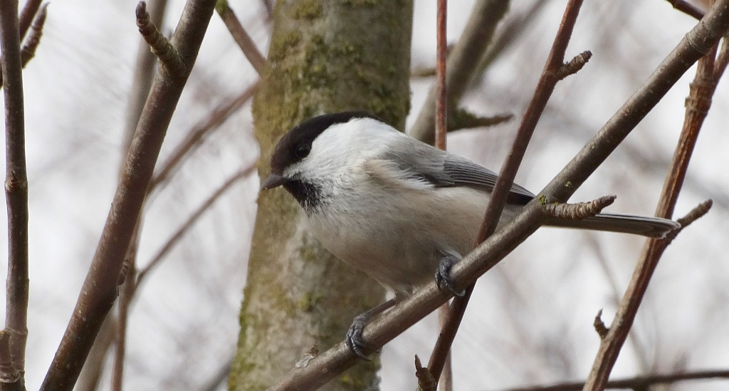 Sikora uboga (Parus palustrlis)