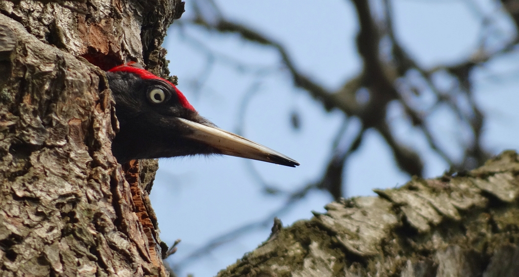 Dzięcioł czarny (Dryocopus martius)