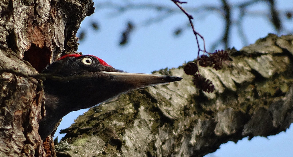 Dzięcioł czarny (Dryocopus martius)