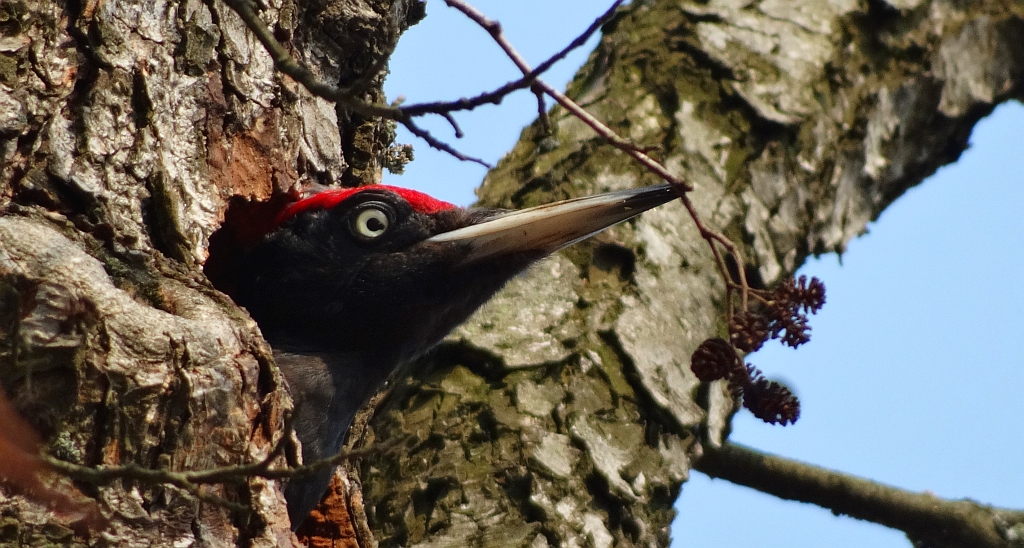 Dzięcioł czarny (Dryocopus martius)