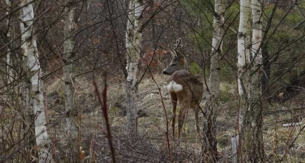 Sarna europejska, sarna (Capreolus capreolus)
