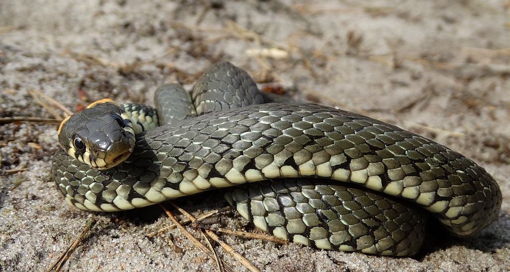 Zaskroniec zwyczajny (Natrix natrix)