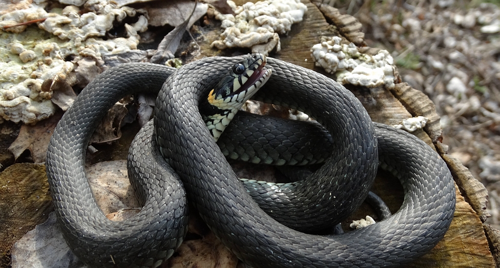 Zaskroniec zwyczajny (Natrix natrix)