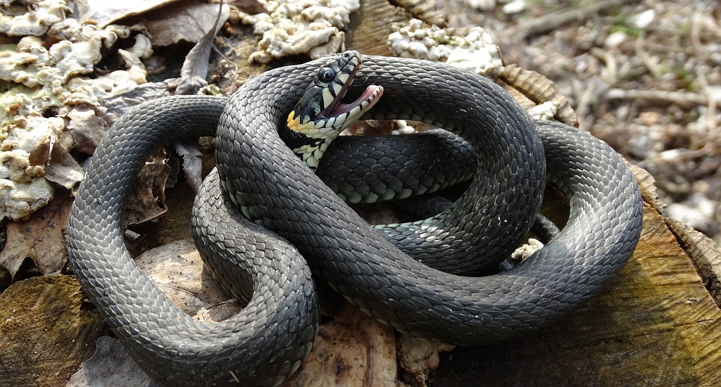 Zaskroniec zwyczajny (Natrix natrix)