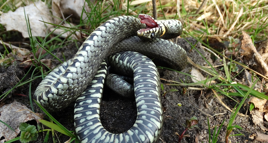 Zaskroniec zwyczajny (Natrix natrix)