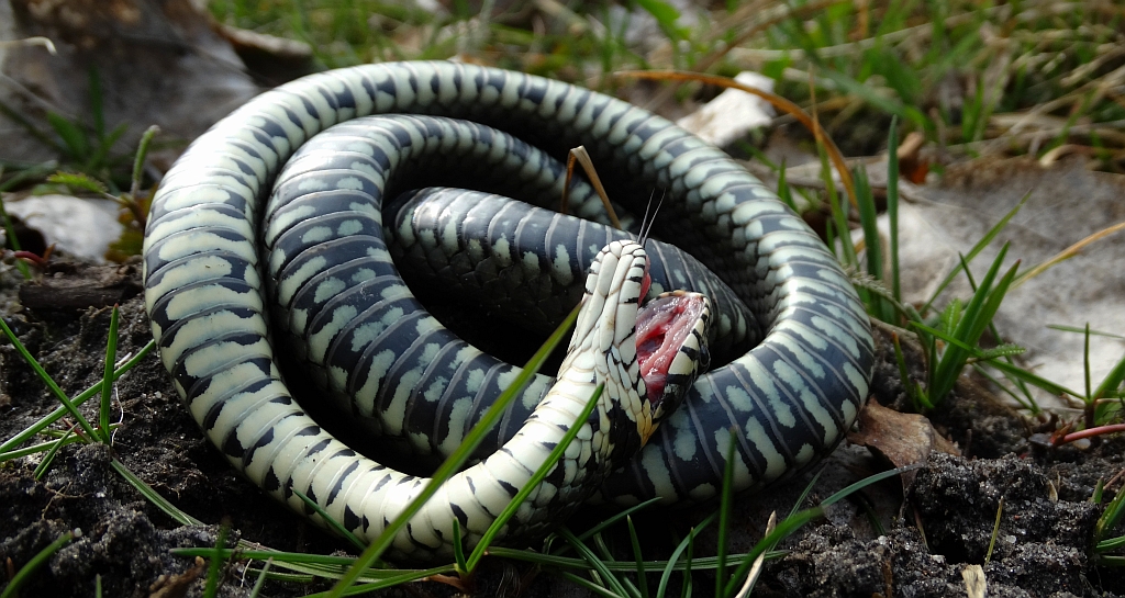 Zaskroniec zwyczajny (Natrix natrix)