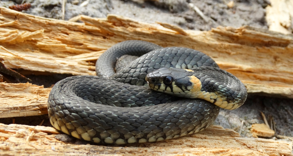 Zaskroniec zwyczajny (Natrix natrix)