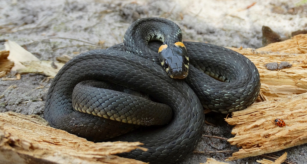 Zaskroniec zwyczajny (Natrix natrix)