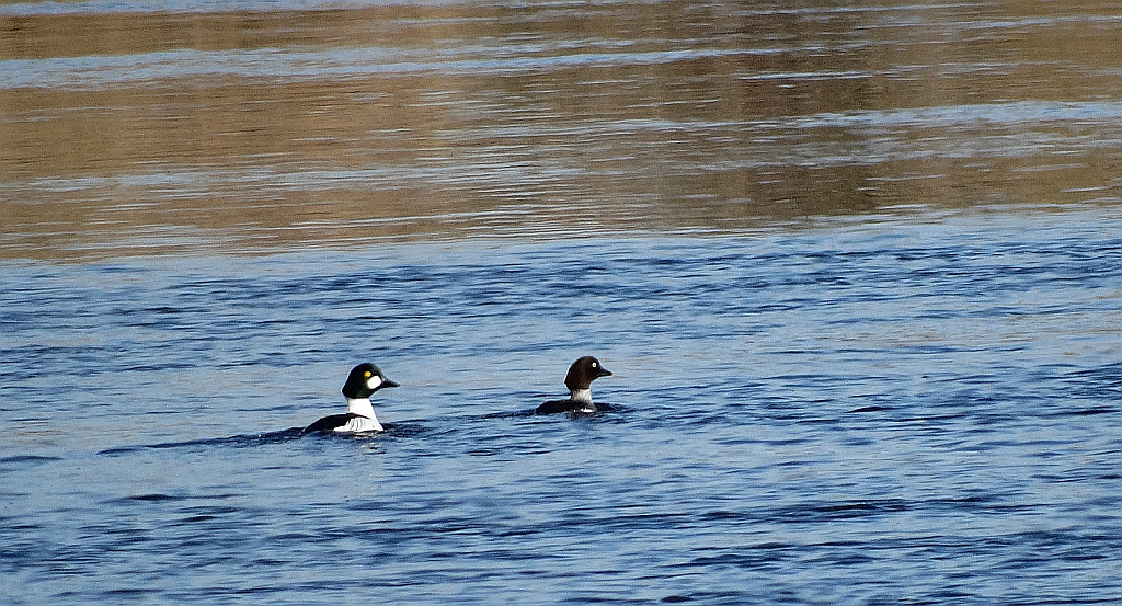 Gągoł, gągoł krzykliwy (Bucephala clangula)