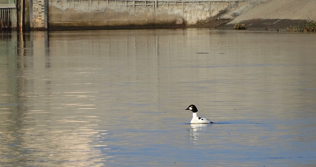 Gągoł, gągoł krzykliwy (Bucephala clangula)