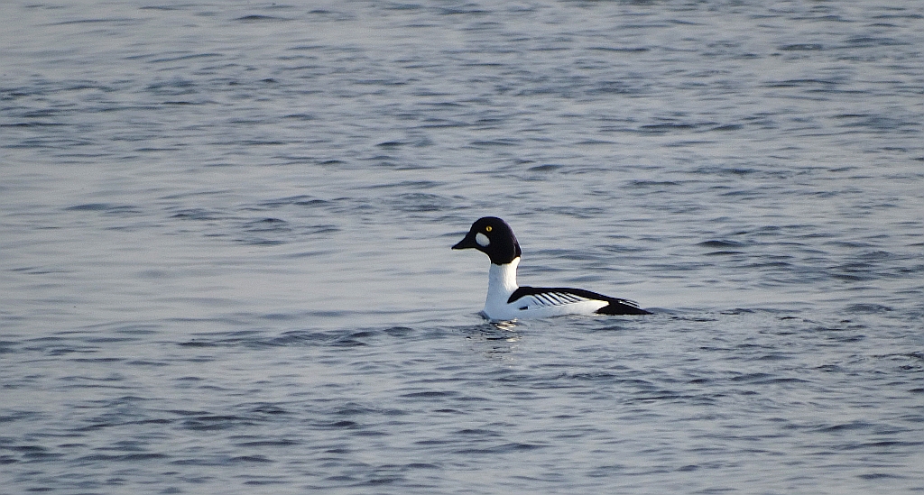 Gągoł, gągoł krzykliwy (Bucephala clangula)